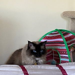 Meet your Posher, Lisa